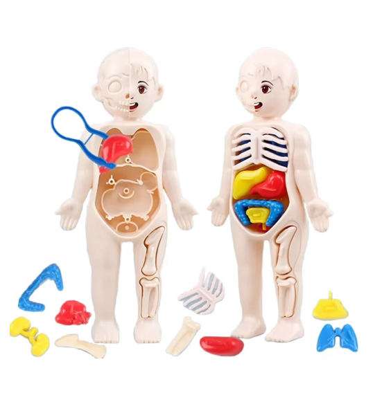 Montessori Human Body Anatomy Model | Kids Science & Medical Education DIY Toy
