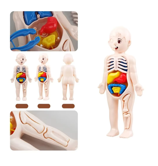 Montessori Human Body Anatomy Model | Kids Science & Medical Education DIY Toy