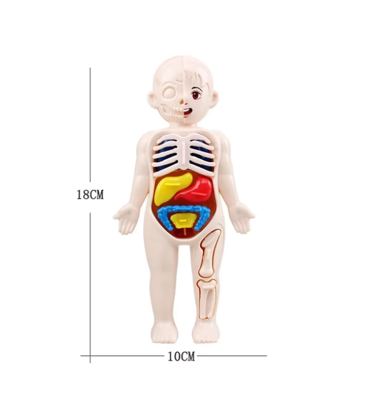 Montessori Human Body Anatomy Model | Kids Science & Medical Education DIY Toy