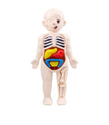 Montessori Human Body Anatomy Model | Kids Science & Medical Education DIY Toy