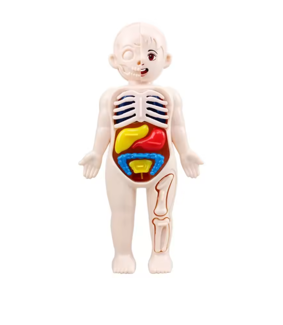 Montessori Human Body Anatomy Model | Kids Science & Medical Education DIY Toy